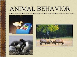ANIMAL BEHAVIOR What is Behavior Anything an animal