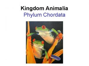 Kingdom Animalia Phylum Chordata Kingdom Animalia General Characteristics