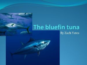 The bluefin tuna By Zach Yates Relations What