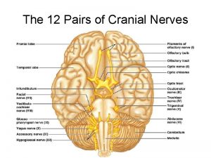 The 12 Pairs of Cranial Nerves Figure 14
