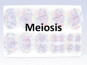 Meiosis Meiosis Two rounds of cell division Meiosis