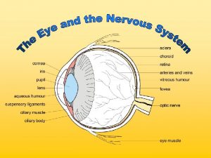 The Retina The Retina Contains photoreceptor cells rods