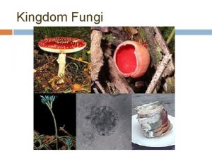 Kingdom Fungi Fungi Originally classified as part of