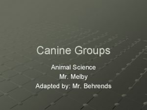 Canine Groups Animal Science Mr Melby Adapted by