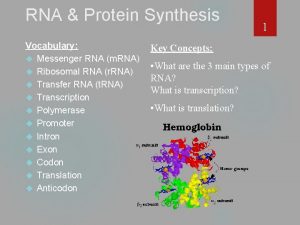 RNA Protein Synthesis Vocabulary Messenger RNA m RNA