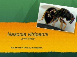 Nasonia vitripenni Jewel Wasp You are the PI