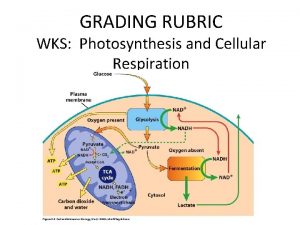 GRADING RUBRIC WKS Photosynthesis and Cellular Respiration Part