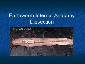 Earthworm Internal Anatomy Dissection What you need per