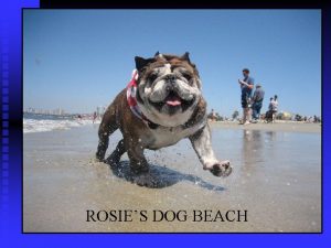 ROSIES DOG BEACH Rosies Dog Beach History n