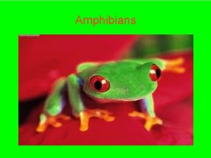 Amphibians Characteristics Amphibians are frogs salamanders and caecilian