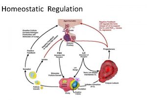 Homeostatic Regulation The Outline q Homeostatic loops q