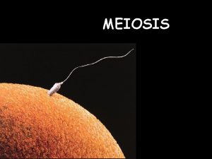 MEIOSIS Lets talk about SEX Scientifically speaking of