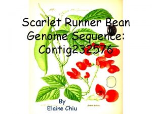 Scarlet Runner Bean Genome Sequence Contig 232576 By