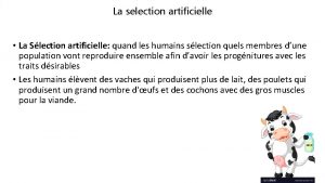 La selection artificielle La Slection artificielle quand les