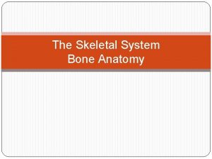 The Skeletal System Bone Anatomy I Bone Functions