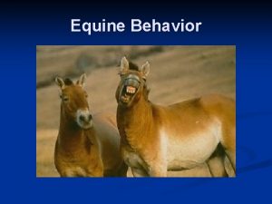 Equine Behavior What Affects Behavior Environment n Experiences