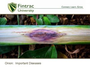 Onion Important Diseases Integrated Pest Management IPM There