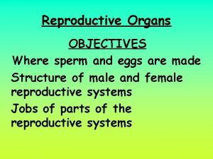 Reproductive Organs OBJECTIVES Where sperm and eggs are