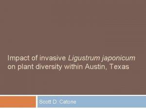 Impact of invasive Ligustrum japonicum on plant diversity