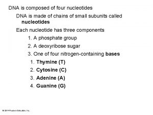 DNA is composed of four nucleotides DNA is