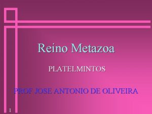 Reino Metazoa PLATELMINTOS PROF JOSE ANTONIO DE OLIVEIRA