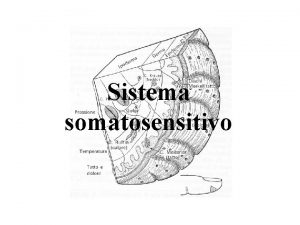 Sistema somatosensitivo Sensi somatici Sono quelli che si