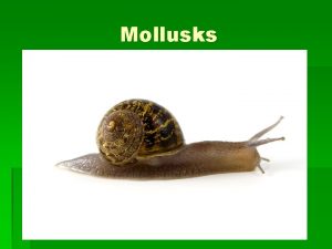 Mollusks Mollusks Huge phylum wide variety of shapessizes