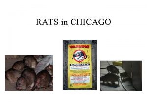 RATS in CHICAGO LINCOLN SQUARE OVERRUN BY RATS