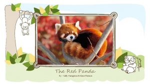 The Red Panda By Sally Mangassa Kiara Thomas