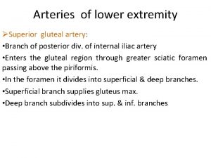 Arteries of lower extremity Superior gluteal artery Branch