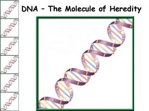 DNA The Molecule of Heredity What is DNA