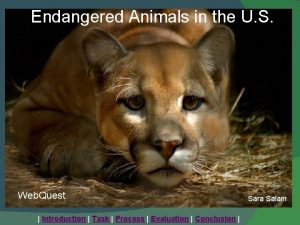 Endangered Animals in the U S Web Quest