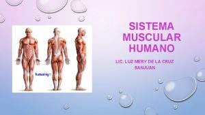 SISTEMA MUSCULAR HUMANO LIC LUZ MERY DE LA