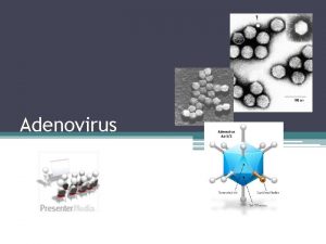 Adenovirus Introduction Adenoviruses can replicate and produce disease