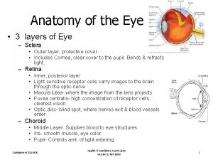 Anatomy of the Eye 3 layers of Eye