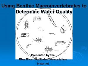 Using Benthic Macroinvertebrates to Determine Water Quality Presented