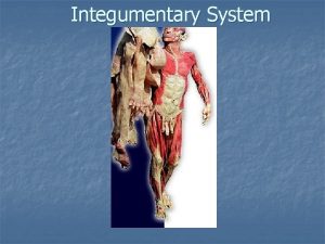 Integumentary System n This system is divided into