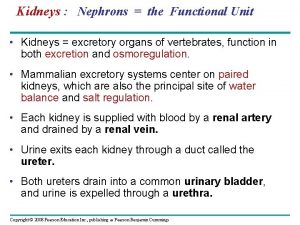 Kidneys Nephrons the Functional Unit Kidneys excretory organs