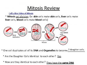Mitosis Review Cells Alive Video of Mitosis Mitosis