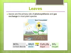 Leaves leaves are the primary site of photosynthesis