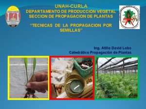 UNAHCURLA DEPARTAMENTO DE PRODUCCION VEGETAL SECCION DE PROPAGACION