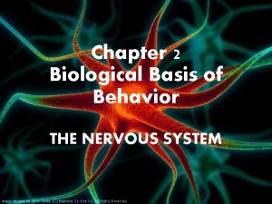 Chapter 2 Biological Basis of Behavior THE NERVOUS