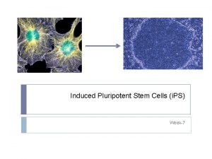 Induced Pluripotent Stem Cells i PS Week7 Embryonic