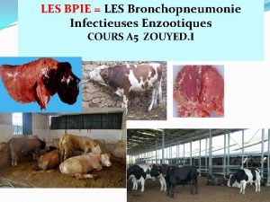 LES BPIE LES Bronchopneumonie Infectieuses Enzootiques COURS A