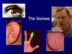 The Senses The Senses General senses of touch