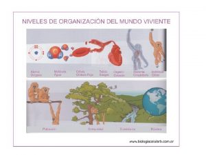 Niveles de Organizacin Biolgica I Celular Organelo Molecular