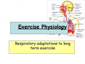 Exercise Physiology Respiratory adaptations to long term exercise