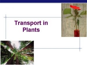 Transport in Plants AP Biology AP Biology 2005