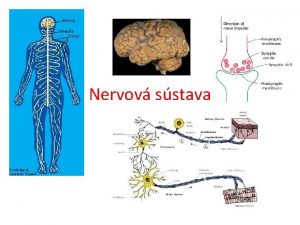 Nervov sstava loha 1 Popte fylogenzu stavbu typy