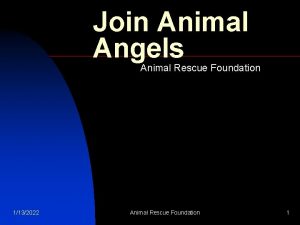 Join Animal Angels Animal Rescue Foundation 1132022 Animal
